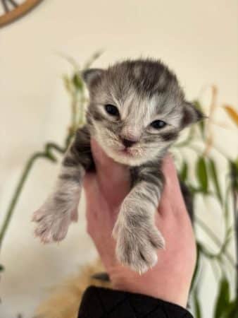 Image de la portée de chaton de l'élévage DES MAUDOR