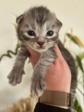 Image de la portée de chaton de l'élévage DES MAUDOR