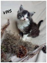 Chatons de race Maine coon à vendre chez l'éleveur DES COONS DE MAREVA