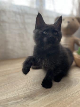 Image de la portée de chaton de l'élévage LE SONGE DES COONS