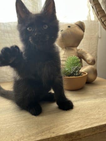 Image de la portée de chaton de l'élévage LE SONGE DES COONS