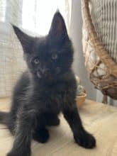 Chatons de race Maine coon à vendre chez l'éleveur LE SONGE DES COONS