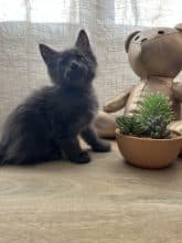 Chatons de race Maine coon à vendre chez l'éleveur LE SONGE DES COONS