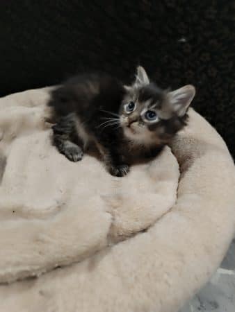 Image de la portée de chaton de l'élévage LE CLOS DE RUBYSIS