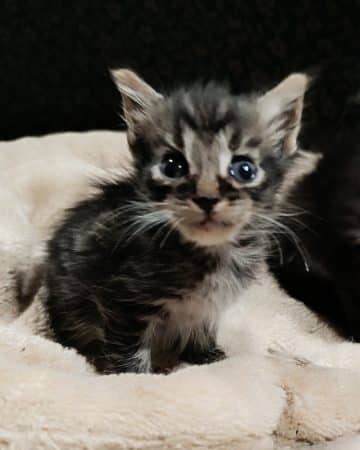 Image de la portée de chaton de l'élévage LE CLOS DE RUBYSIS