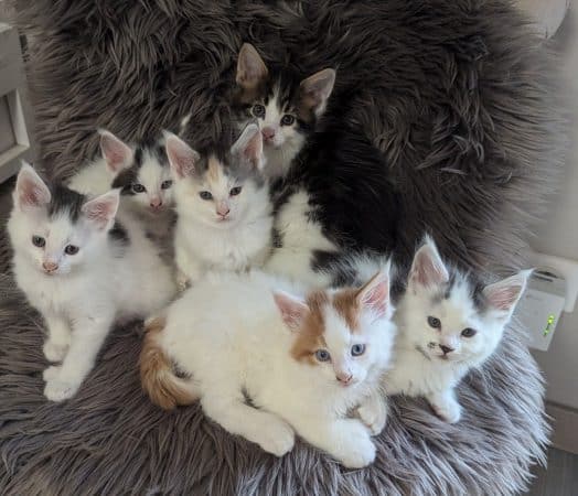 Image de la portée de chaton de l'élévage CHEVALLIER AURELIA