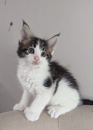 Image de la portée de chaton de l'élévage CHEVALLIER AURELIA