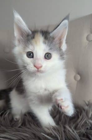 Image de la portée de chaton de l'élévage CHEVALLIER AURELIA