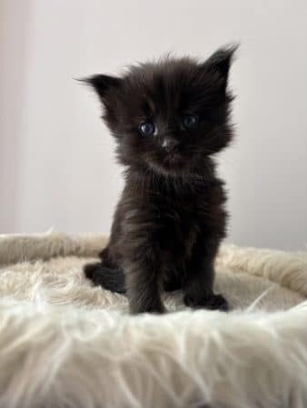 Image de la portée de chaton de l'élévage CHATTERIE DE COCO CHARLOTTE