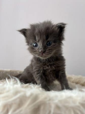 Image de la portée de chaton de l'élévage CHATTERIE DE COCO CHARLOTTE