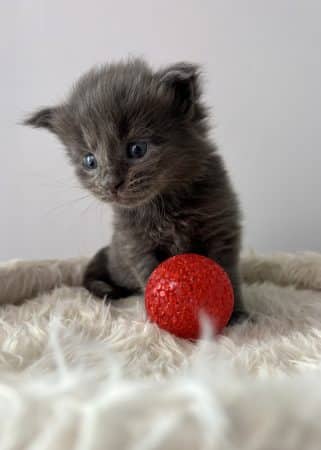 Image de la portée de chaton de l'élévage CHATTERIE DE COCO CHARLOTTE