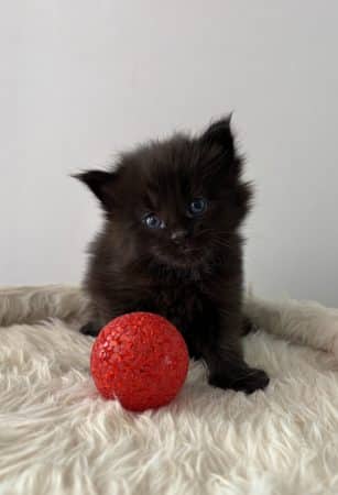 Image de la portée de chaton de l'élévage CHATTERIE DE COCO CHARLOTTE