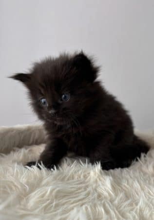 Image de la portée de chaton de l'élévage CHATTERIE DE COCO CHARLOTTE