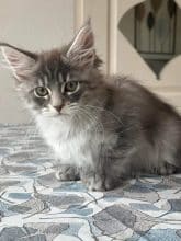 Chatons de race Maine coon à vendre chez l'éleveur DES MAUDOR