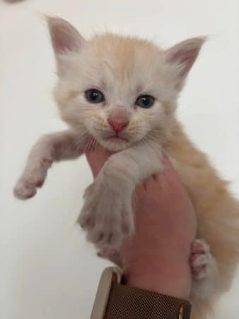 Image de la portée de chaton de l'élévage JACQUEMIN MAUD