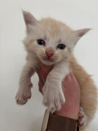 Image de la portée de chaton de l'élévage JACQUEMIN MAUD