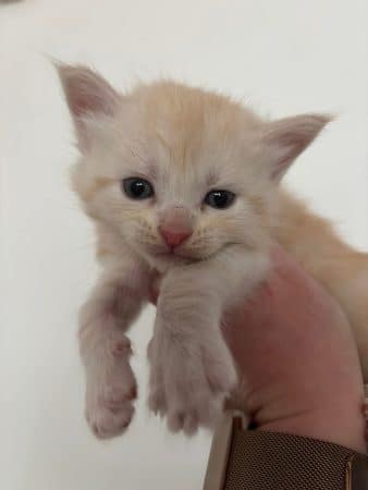 Image de la portée de chaton de l'élévage JACQUEMIN MAUD