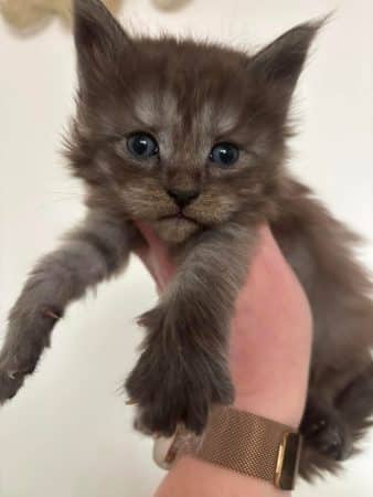 Image de la portée de chaton de l'élévage JACQUEMIN MAUD