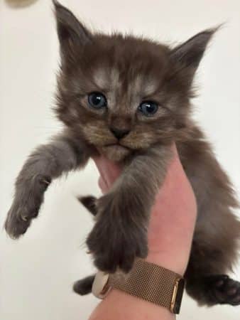 Image de la portée de chaton de l'élévage JACQUEMIN MAUD