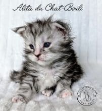 Chatons de race Maine coon à vendre chez l'éleveur Chatterie du chat-bouli