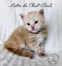 Chatons de race Maine coon à vendre chez l'éleveur Chatterie du chat-bouli