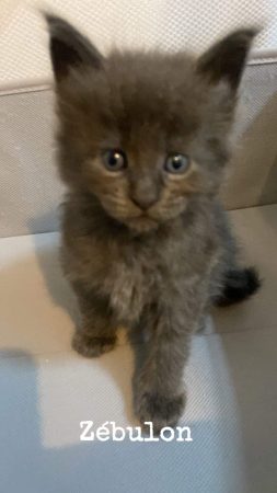 Image de la portée de chaton de l'élévage CHATTERIE DU COCON DU MAINE COON