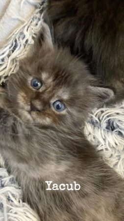 Image de la portée de chaton de l'élévage CHATTERIE DU COCON DU MAINE COON