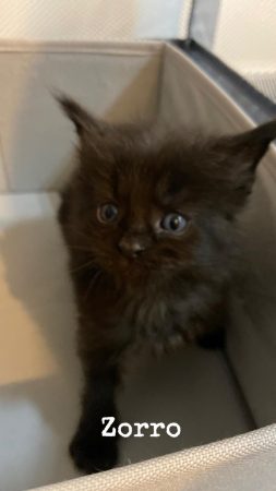 Image de la portée de chaton de l'élévage CHATTERIE DU COCON DU MAINE COON