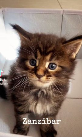 Image de la portée de chaton de l'élévage CHATTERIE DU COCON DU MAINE COON