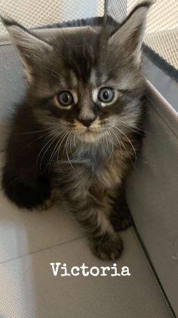 Image de la portée de chaton de l'élévage CHATTERIE DU COCON DU MAINE COON