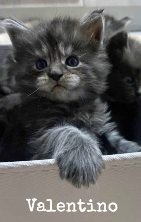 Image de la portée de chaton de l'élévage CHATTERIE DU COCON DU MAINE COON