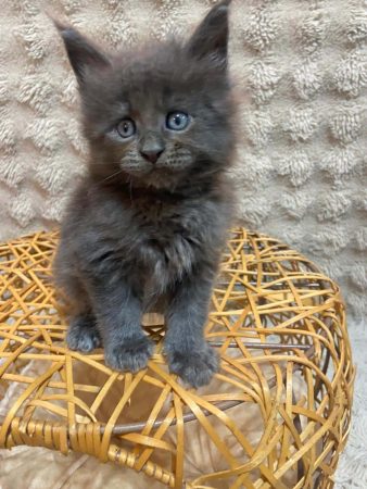 Image de la portée de chaton de l'élévage CHATTERIE DU COCON DU MAINE COON