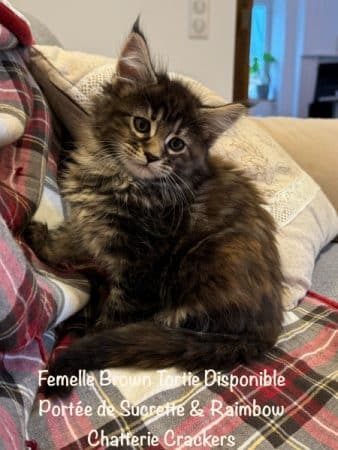 Image de la portée de chaton de l'élévage EARL CRACKERS