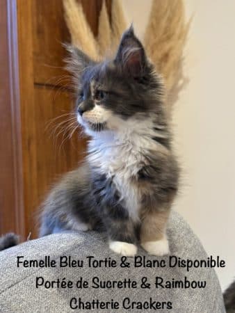 Image de la portée de chaton de l'élévage EARL CRACKERS