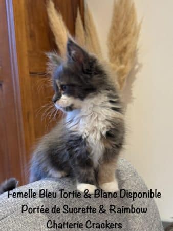 Image de la portée de chaton de l'élévage EARL CRACKERS