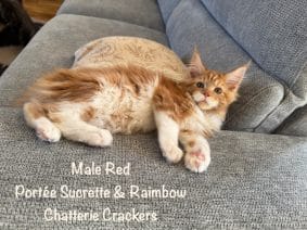 Chatons de race Maine coon à vendre chez l'éleveur EARL CRACKERS