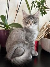 Chatons de race Maine coon à vendre chez l'éleveur DES MAUDOR