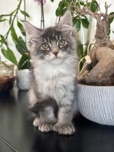 Chatons de race Maine coon à vendre chez l'éleveur DES MAUDOR