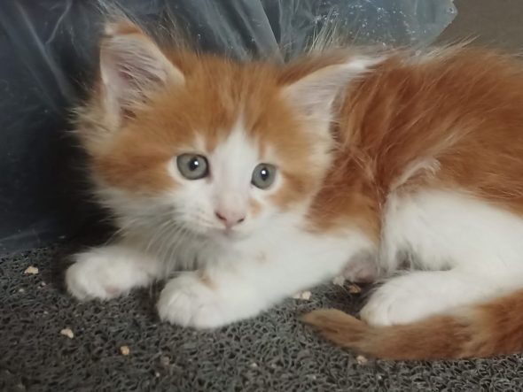 Image de la portée de chaton de l'élévage LES GAZONS D’ILES DE FRANCE