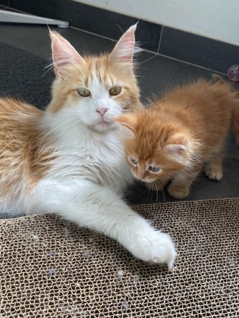 Image de la portée de chaton de l'élévage LES GAZONS D’ILES DE FRANCE