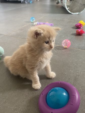 Image de la portée de chaton de l'élévage LES GAZONS D’ILES DE FRANCE