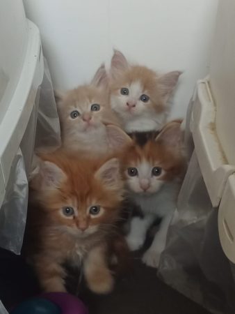 Image de la portée de chaton de l'élévage LES GAZONS D’ILES DE FRANCE