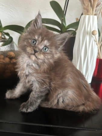 Image de la portée de chaton de l'élévage JACQUEMIN MAUD