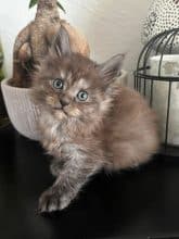 Chatons de race Maine coon à vendre chez l'éleveur JACQUEMIN MAUD