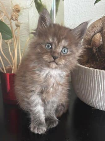 Image de la portée de chaton de l'élévage JACQUEMIN MAUD