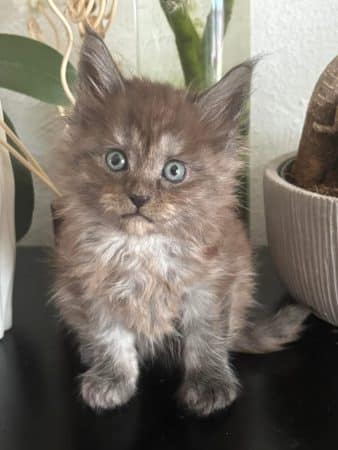 Image de la portée de chaton de l'élévage JACQUEMIN MAUD