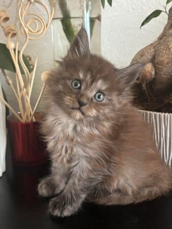 Image de la portée de chaton de l'élévage JACQUEMIN MAUD