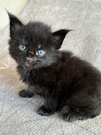 Image de la portée de chaton de l'élévage DES MAUDOR