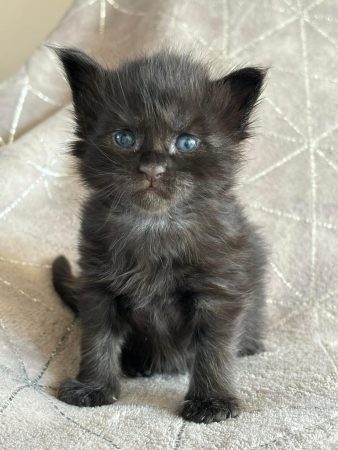 Image de la portée de chaton de l'élévage DES MAUDOR