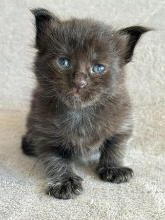 Image de la portée de chaton de l'élévage DES MAUDOR